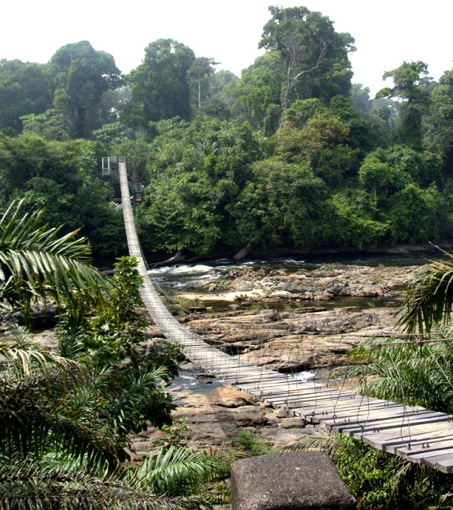 Bruecke über den Fluss - noch steht dieser Wald